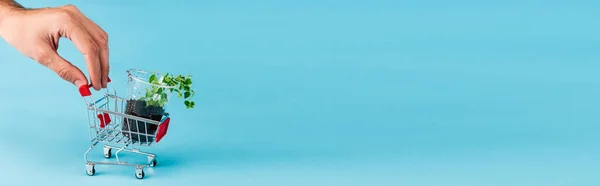 Vue recadrée de la main masculine sur un petit panier avec semis vert sur fond bleu, vue panoramique — Photo de stock