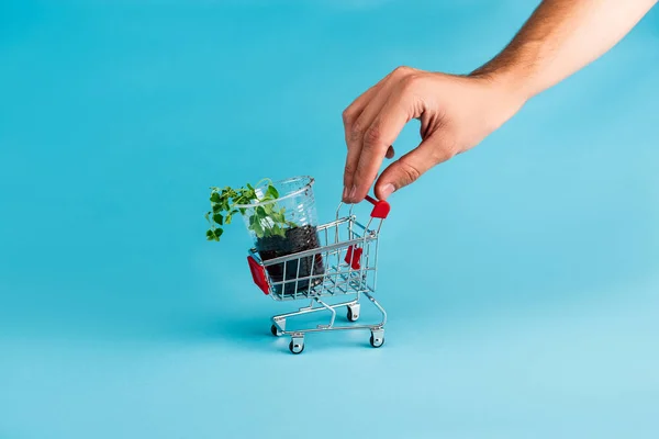 Vista cortada da mão masculina no carrinho de compras pequeno com mudas verdes no fundo azul — Fotografia de Stock