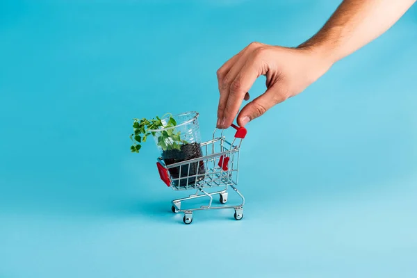 Vista recortada de la mano masculina en un pequeño carrito de compras con plántulas verdes sobre fondo azul - foto de stock