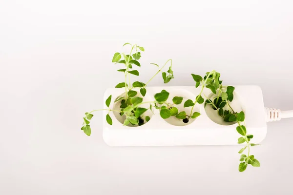 Green plant growing from socket in power extender on white background — Stock Photo