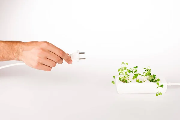 Visão cortada do homem segurando ficha de alimentação perto de planta verde crescendo em soquete em extensor de energia no fundo branco — Fotografia de Stock