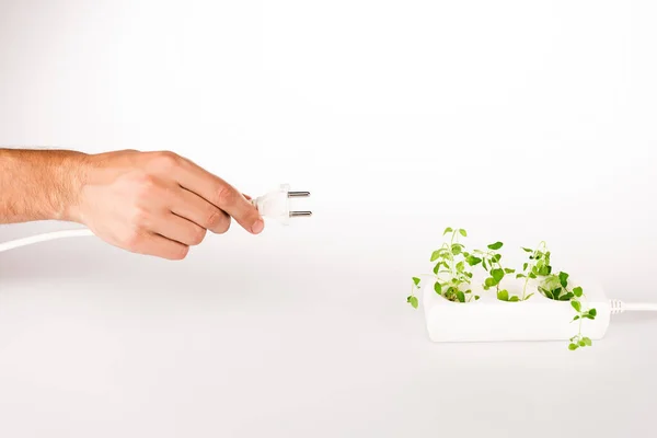 Cropped view of man holding power plug near green plant growing in socket in power extender on white background — Stock Photo