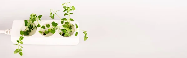 Plante verte poussant à partir de la prise dans le prolongateur de puissance sur fond blanc, vue panoramique — Photo de stock