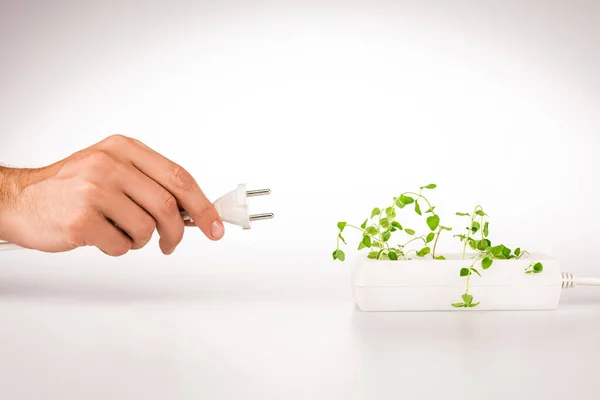 Cropped view of man holding power plug near green plant growing in socket in power extender on white background — Stock Photo