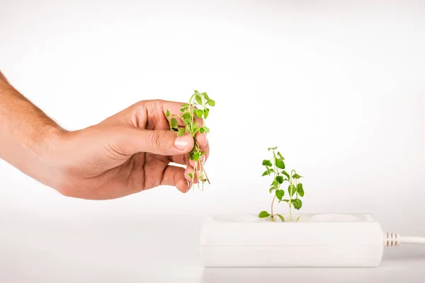 Vue recadrée de l'homme tenant la plante verte près de la prise dans le prolongateur de puissance sur fond blanc — Photo de stock