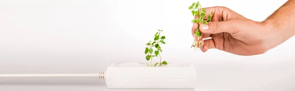 Обрізаний вид людини, що тримає зелену рослину біля сокета в розширювачі потужності на білому тлі, панорамний постріл — стокове фото