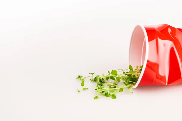 Red disposable cup and green plant on white background — Stock Photo