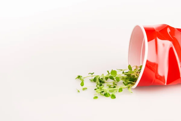 Taza desechable rojo y planta verde sobre fondo blanco - foto de stock