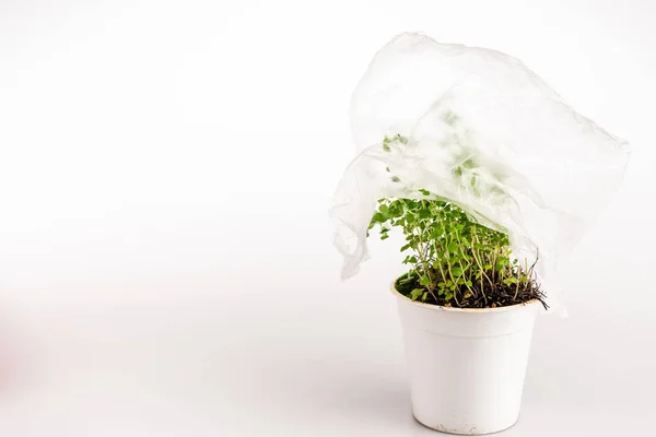 Green plant covered with plastic bag on white background — Stock Photo