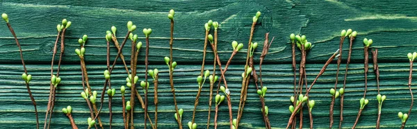 Top view of wooden green background with blossoming branches, panoramic shot — Stock Photo