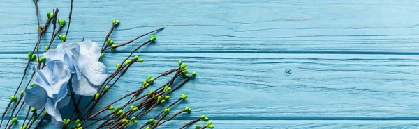 Top view of wooden blue background with blossoming branches and flowers, panoramic shot — Stock Photo