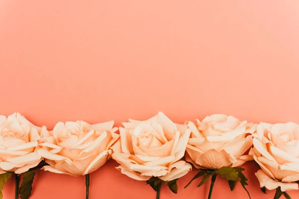 Top view of roses border on coral background — Stock Photo