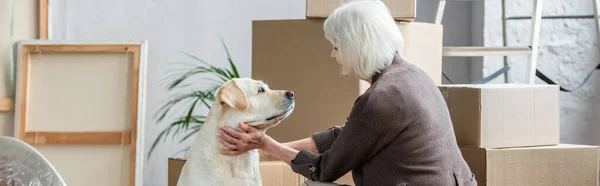 Prise de vue panoramique d'une femme âgée caressant chien dans une nouvelle maison avec des boîtes en carton sur fond — Photo de stock