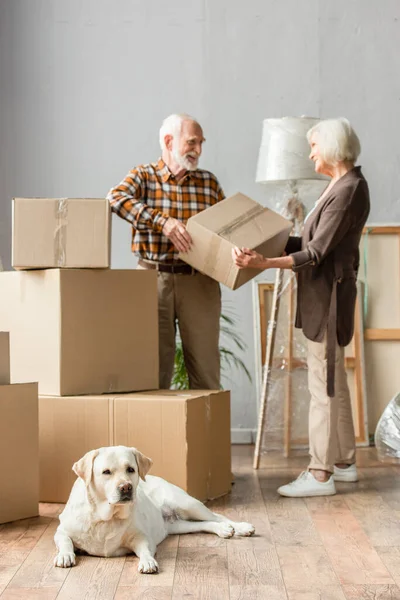 Vue floue du couple de personnes âgées tenant une boîte en carton dans une nouvelle maison pendant que le chien se trouve au premier plan — Photo de stock