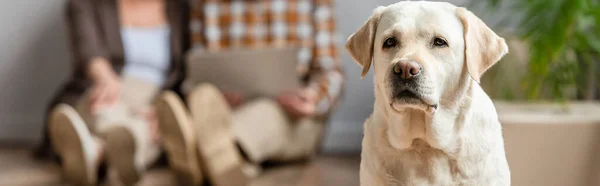 Colpo panoramico di coppia anziana offuscata con computer portatile seduto sul pavimento e cane seduto in primo piano — Foto stock