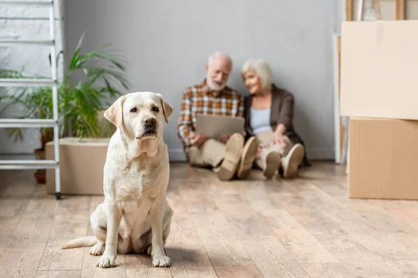 Visión borrosa de la pareja de personas mayores utilizando el ordenador portátil sentado en el suelo y el perro sentado en primer plano — Stock Photo