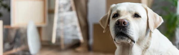 Tiro panorâmico de cão bonito labrador em nova casa, conceito em movimento — Fotografia de Stock