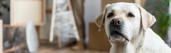 Panoramic shot of cute labrador dog in new house, moving concept — Stock Photo