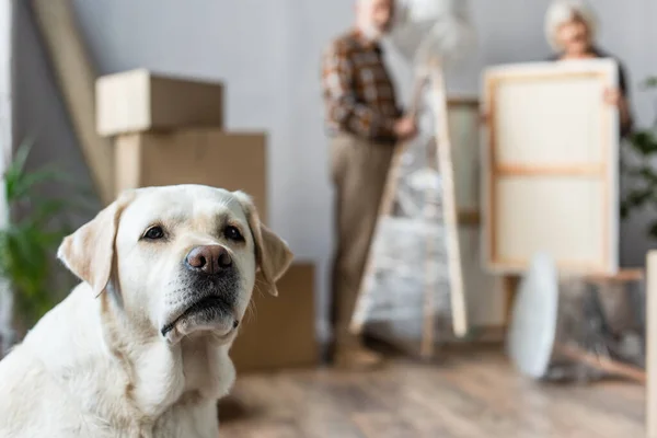 Blurred view of senior couple unpacking stuff with dog on foreground — Stock Photo