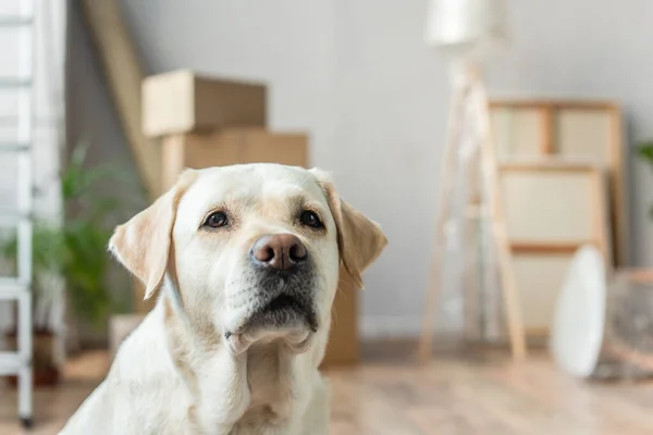 Portrait of cute labrador dog sitting in new house, moving concept — Stock Photo