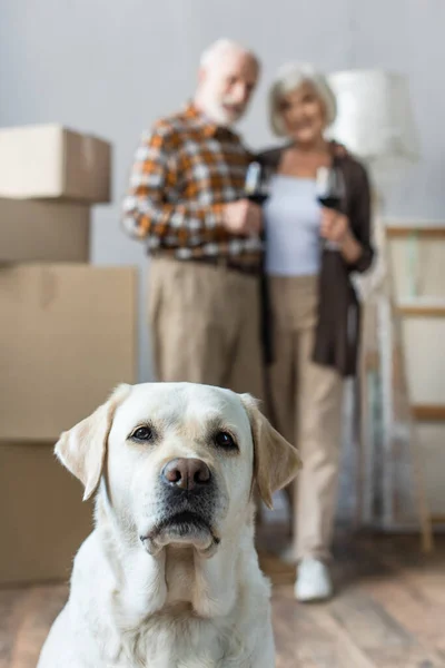 Visión borrosa de pareja mayor sosteniendo copas de vino y perro labrador en primer plano — Stock Photo