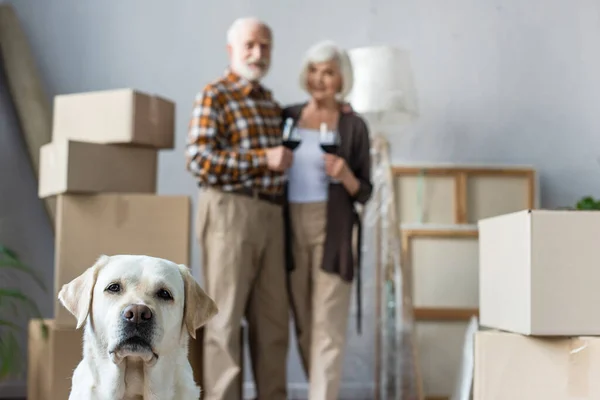 Visión borrosa de pareja mayor sosteniendo copas de vino y perro labrador en primer plano — Stock Photo