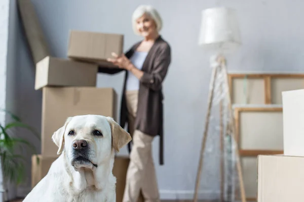 Visión borrosa de la mujer mayor sosteniendo caja de cartón y perro labrador en primer plano — Stock Photo