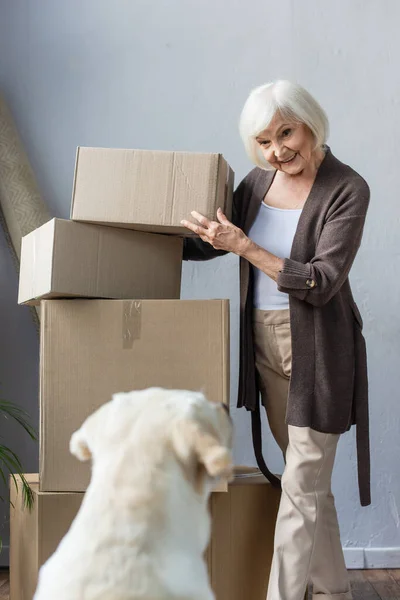 Улыбающаяся пожилая женщина складывает картонные коробки и смотрит на собаку, движущуюся концепцию — стоковое фото