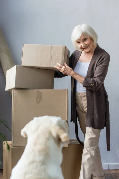 Sonriendo senior mujer plegable cajas de cartón y mirando perro, concepto en movimiento — Stock Photo