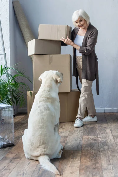 Sonriendo senior mujer plegable cajas de cartón y mirando perro, concepto en movimiento — Stock Photo
