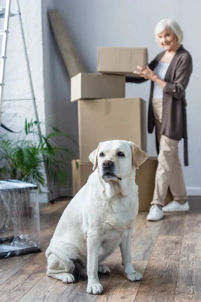 Vue floue de la femme âgée pliant boîtes en carton et chien labrador au premier plan — Photo de stock
