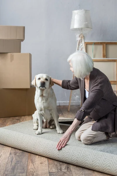 Cheerful senior woman rolling carpet and petting dog — Stock Photo