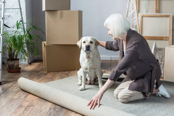 Cheerful senior woman rolling carpet and petting dog — Stock Photo