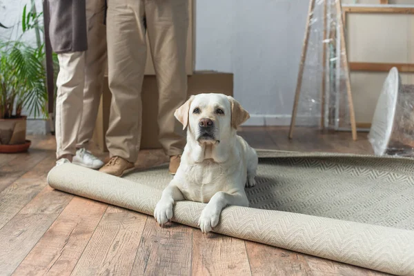 Обрезанный вид пожилой пары, стоящей в новом доме, и собаки-лабрадора, лежащей на ковре на переднем плане — стоковое фото