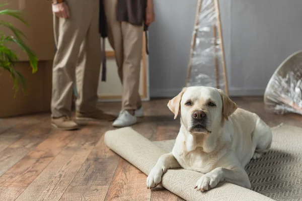 Vista recortada de pareja mayor de pie en casa nueva y perro labrador acostado en la alfombra en primer plano - foto de stock