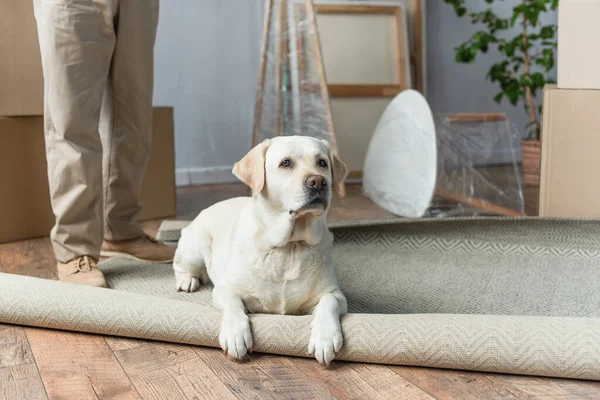 Cropped view of man standing in new house and labrador dog lying on carpet on foreground — Stock Photo