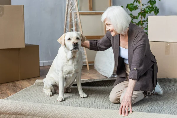 Cheerful senior woman rolling carpet and petting dog — Stock Photo