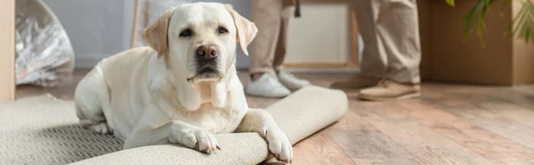 Vista recortada de pareja mayor de pie en casa nueva y perro labrador acostado en la alfombra en primer plano - foto de stock