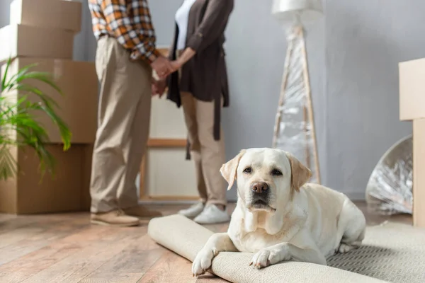 Vista recortada de pareja mayor de pie en casa nueva y perro labrador acostado en la alfombra en primer plano — Stock Photo