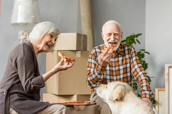 Rire couple âgé manger de la pizza dans une nouvelle maison et chien assis près — Photo de stock