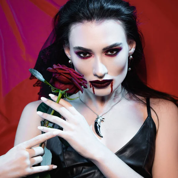 Pale and brunette woman with blood on face holding rose on red — Stock Photo