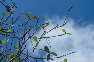 Yeni yapraklarda şube ile gök deniz badem ağacının. (Terminalia catappa)