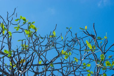 Yeni yapraklarda şube ile gök deniz badem ağacının. (Terminalia catappa)
