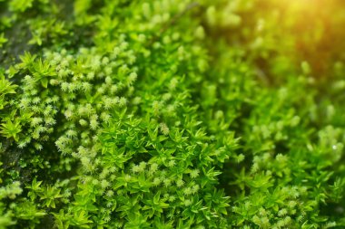 Yeşil yosun kaya güneş ışığı ile