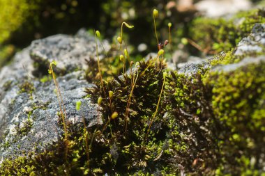 Yakın yeşil yosun kaya