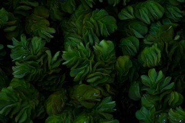 Su lettuec karanlık ışık, yakın çekim. (Salvinia cucullata Roxb)