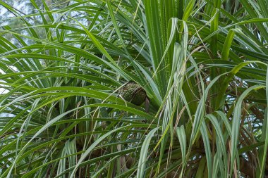 Deniz kıyısı screwpine ağacının yeşil yaprakları.