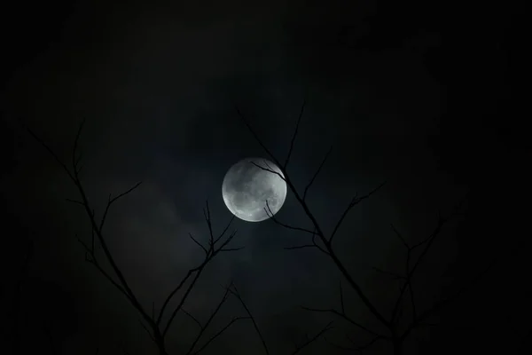 Full Moon Branch Cloud Dark Night — Stock Photo, Image