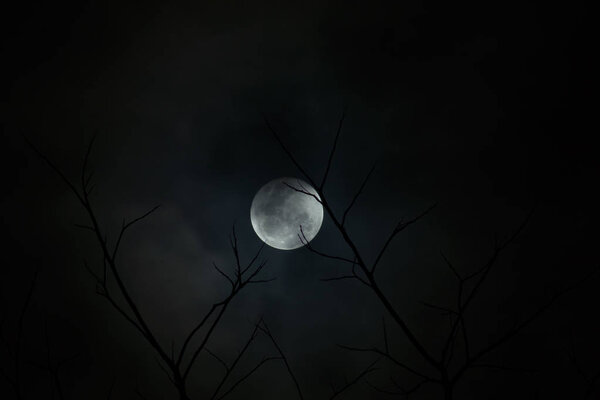 The full moon with branch and cloud in the dark night.