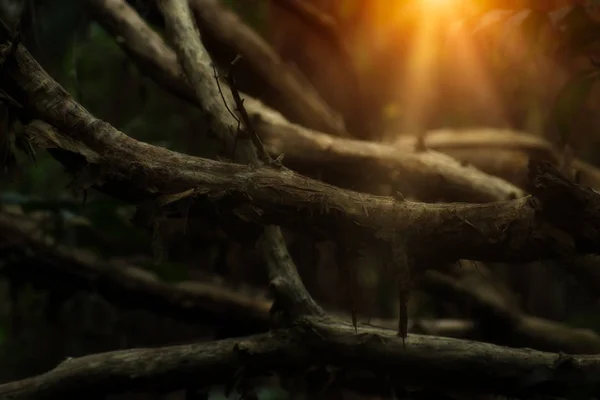 Низький Ключ Зображення Гілки Дерева Темному Лісі — стокове фото